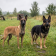 Malinois ou berger allemand : quel chien choisir ?